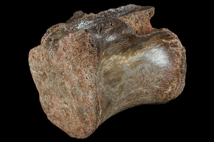 Fossil Sauropod (Rebbachisaurus?) Caudal Vertebra - Morocco #116864